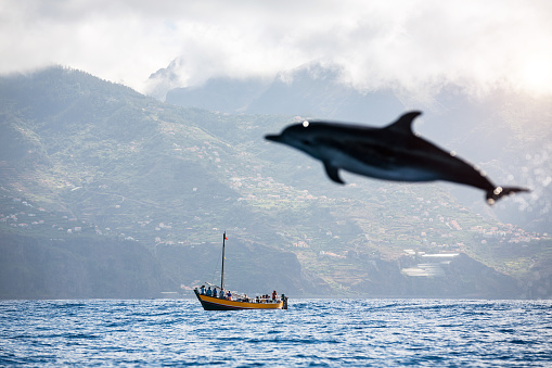 Dolphin jumping from the sea (Atlantic Ocean, Madeira Island). People in the distance are watching the animals.