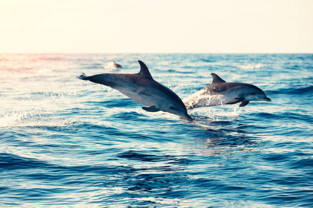 delphine springen aus dem meer - hochspringen fotos stock-fotos und bilder