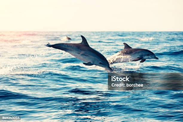 Delfines Saltando Del Mar Foto de stock y más banco de imágenes de Delfín - Delfín, Mar, Animal