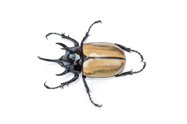 escarabajo rinoceronte closeup aislado sobre fondo blanco - nasicornis fotografías e imágenes de stock