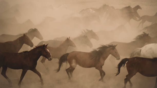 istock Horses run gallop in dust 869247272