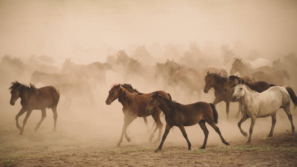 istock Horses run gallop in dust 869247364