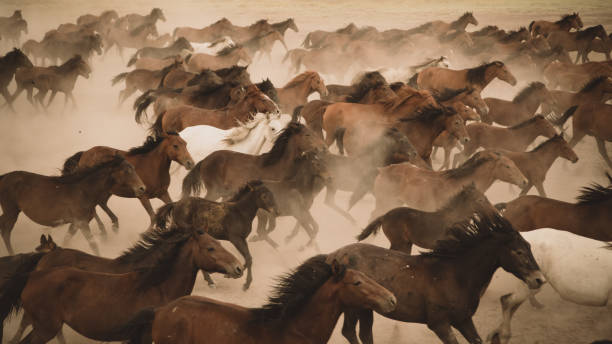 istock Horses run gallop in dust 869247426