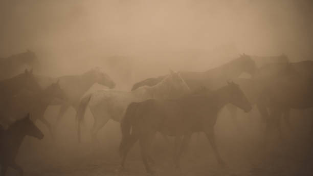 istock Horses run gallop in dust 869247482