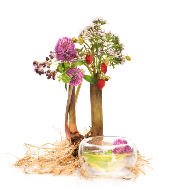 istock Herbal tea, herbs and flowers. Herbal medicine concept 869248050