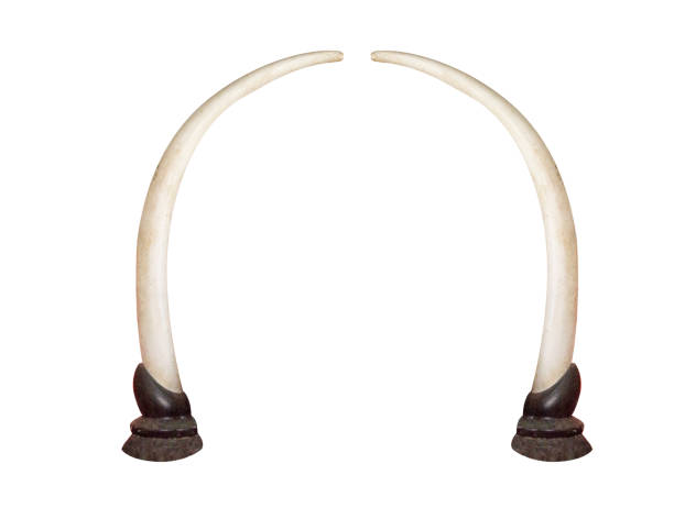 istock Pair of Elephant ivory isolated on white 869251264