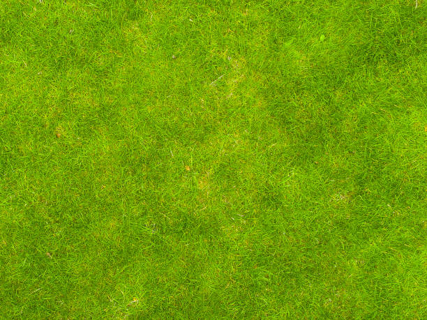 istock Background of green grass. Texture green lawn 869257132