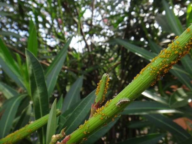 istock Syrphid fly larva and nerium aphids in oleander plant 869259270