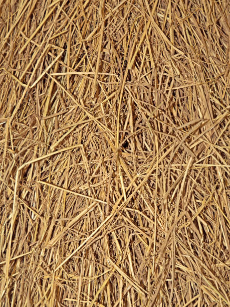 istock Closeup Texture of Dried Grass or Straw Background, Vertical 869259744