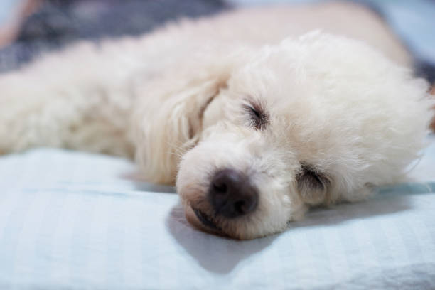 istock Head of sleeping dog 869259884
