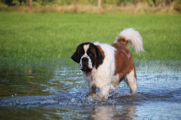 istock St. Bernard in the garden 869263042