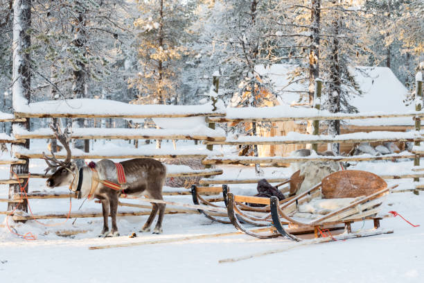istock Reindeer sledge, in winter, Lapland, Finland 869265492