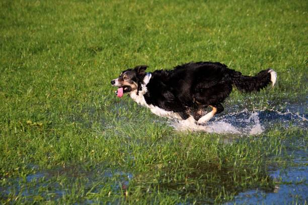 istock Border Collie has fun in the garden 869265536