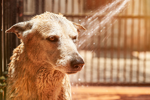 Close-up of unhappy dog taking shower. Wet brown dog