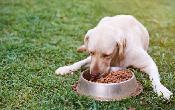 istock Brown labrador eating on green grass 869265896