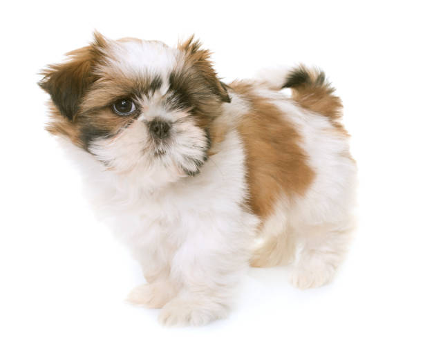 istock shih tzu puppy 869266360