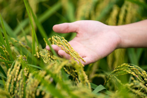 A farmer checking the condition of his rice crop