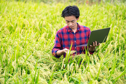 A farmer monitoring the condition of his rice crop with a laptop computer