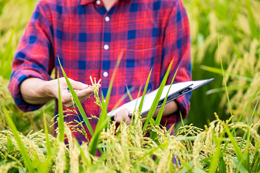 A farmer collecting agricultural data in a rice crop