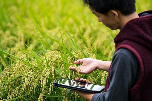 A farmer collecting agricultural data with a digital tablet in a rice crop