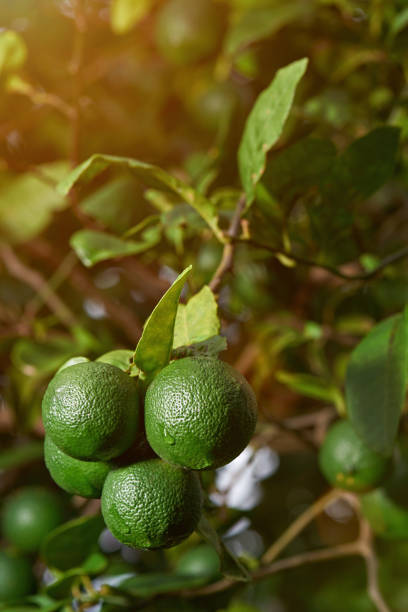 istock Close-up of fresh limes 869267384