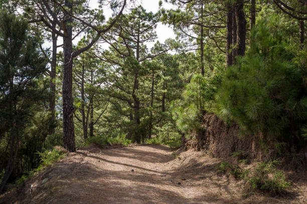 istock Walking paths of La Esperanza forest, Canary islands 869269850