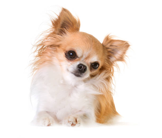 istock purebred chihuahua 869269978