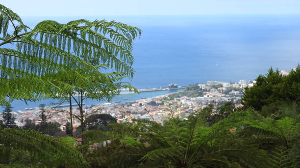 istock Madeira View of Funchal 869270200