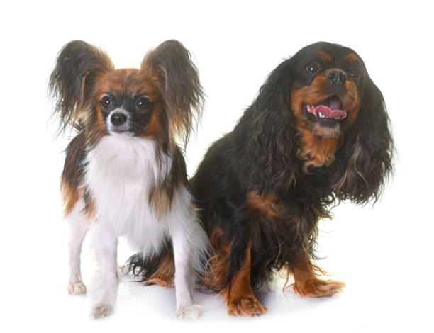 istock cavalier king charles and papillon dogs 869270668
