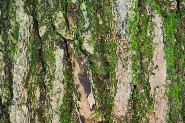 istock The Bark tree image close up in the wood 869270720