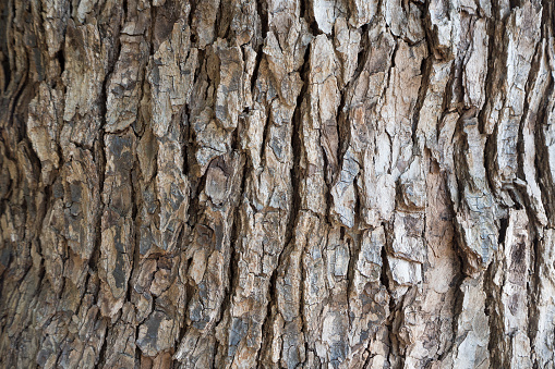 La imagen de árbol de corteza de cerca en la madera photo