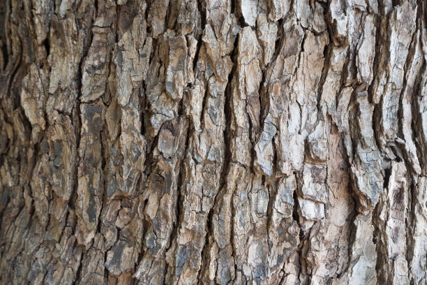 a imagem de árvore de casca fechar na madeira - casca de árvore - fotografias e filmes do acervo