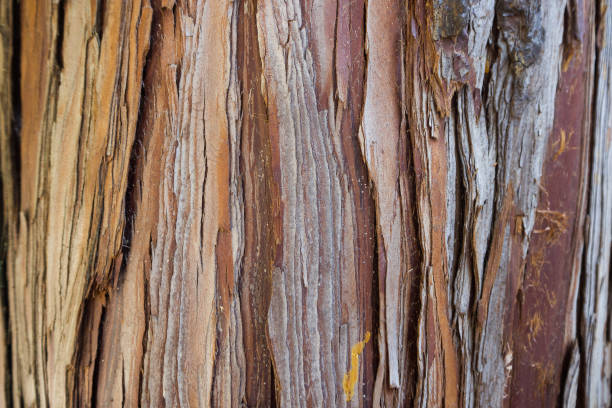 istock The Bark tree image close up in the wood 869271094