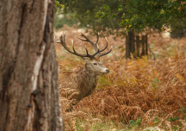 istock A Red Deer Stag in Autumn colours 869271310