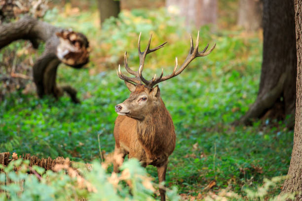 istock A Red Deer Stag in Autumn colours 869271426