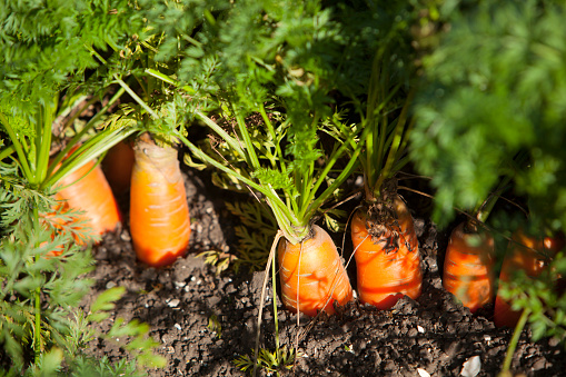 closeup of carrots in soil of dutch 