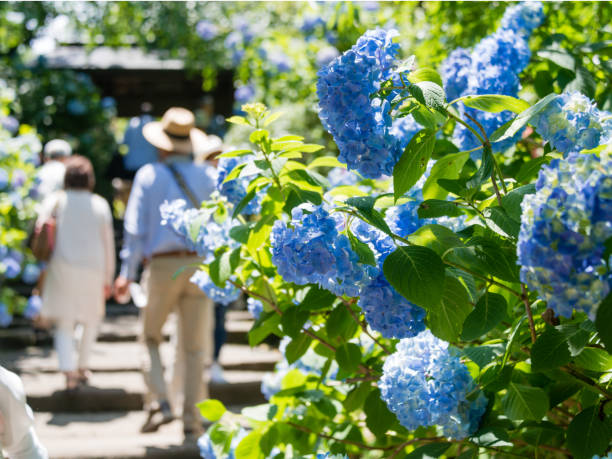 hortênsias no templo em kamakura, japão - kamakura japan tourist people - fotografias e filmes do acervo