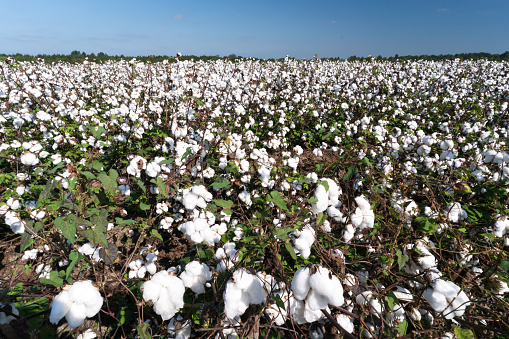 Cotton fields are plentiful in the piedmont of South Carolina. They continue to play an important role to the economy and also the life of the farmers that grow it.