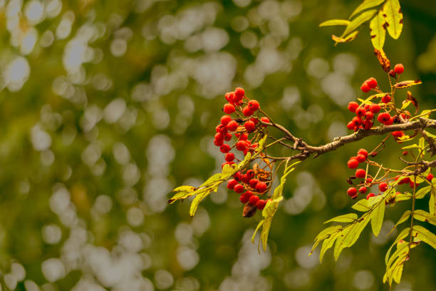 Branch of rowan-tree with bunch of red ripe berries. stock photo