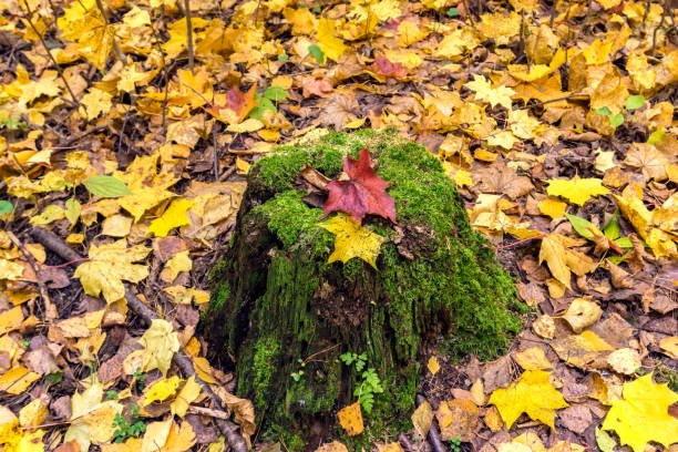 Mossy old tree stump with colorful red and yellow maple leaves. stock photo
