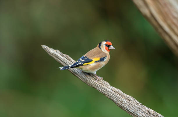 istock An European Goldfinch 869281980