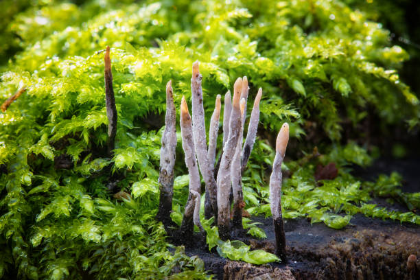 foto macro del fungo candlestick (xylaria hypoxylon) - xylaria foto e immagini stock