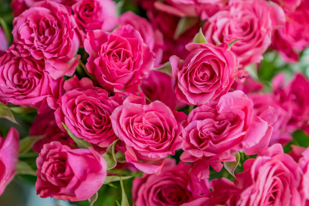 istock bunch of pink roses background, soft focus 869287166