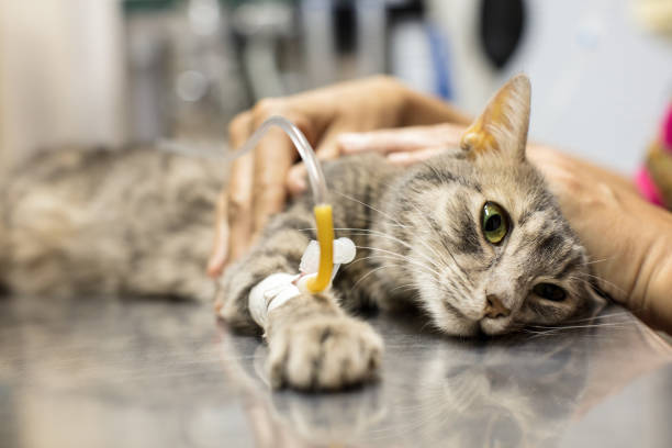 istock Cat at veterinarian ambulance 869287284