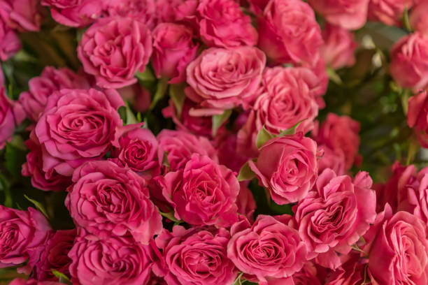 istock bunch of pink roses background, soft focus 869287698
