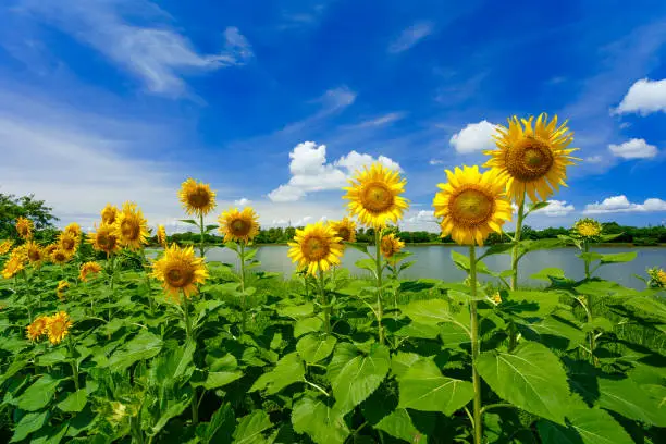 Photo of Sunflower and bees
