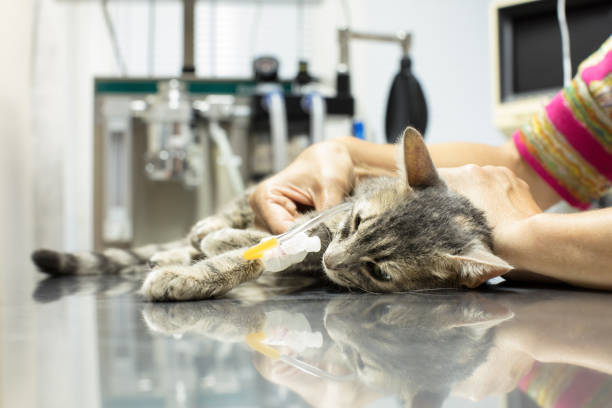 istock Cat at veterinarian ambulance 869287812