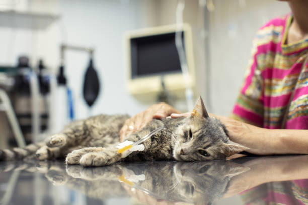 istock Cat at veterinarian ambulance 869287858