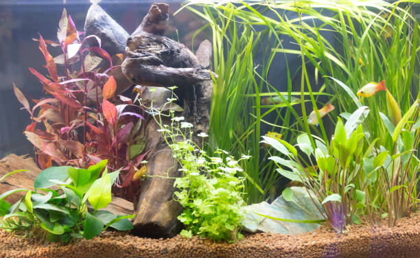 istock Beautiful freshwater planted aquarium 869290334