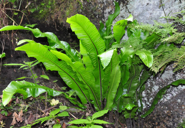 istock Hart's-tongue (Asplenium scolopendrium) 869291242